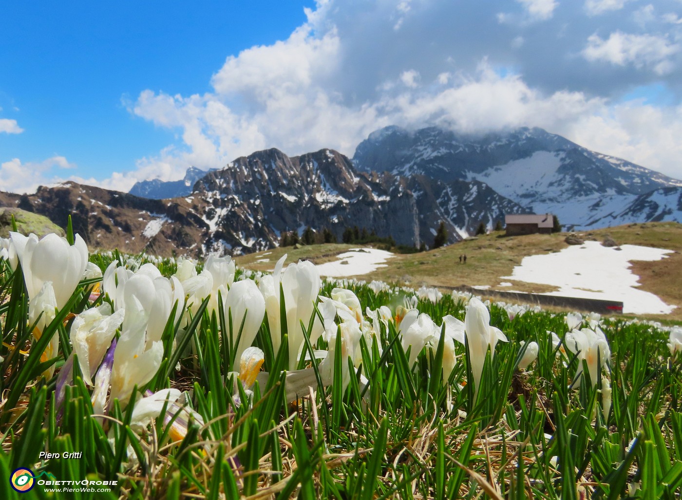 66 Crocus con vista in Baita Campo e Arera.JPG